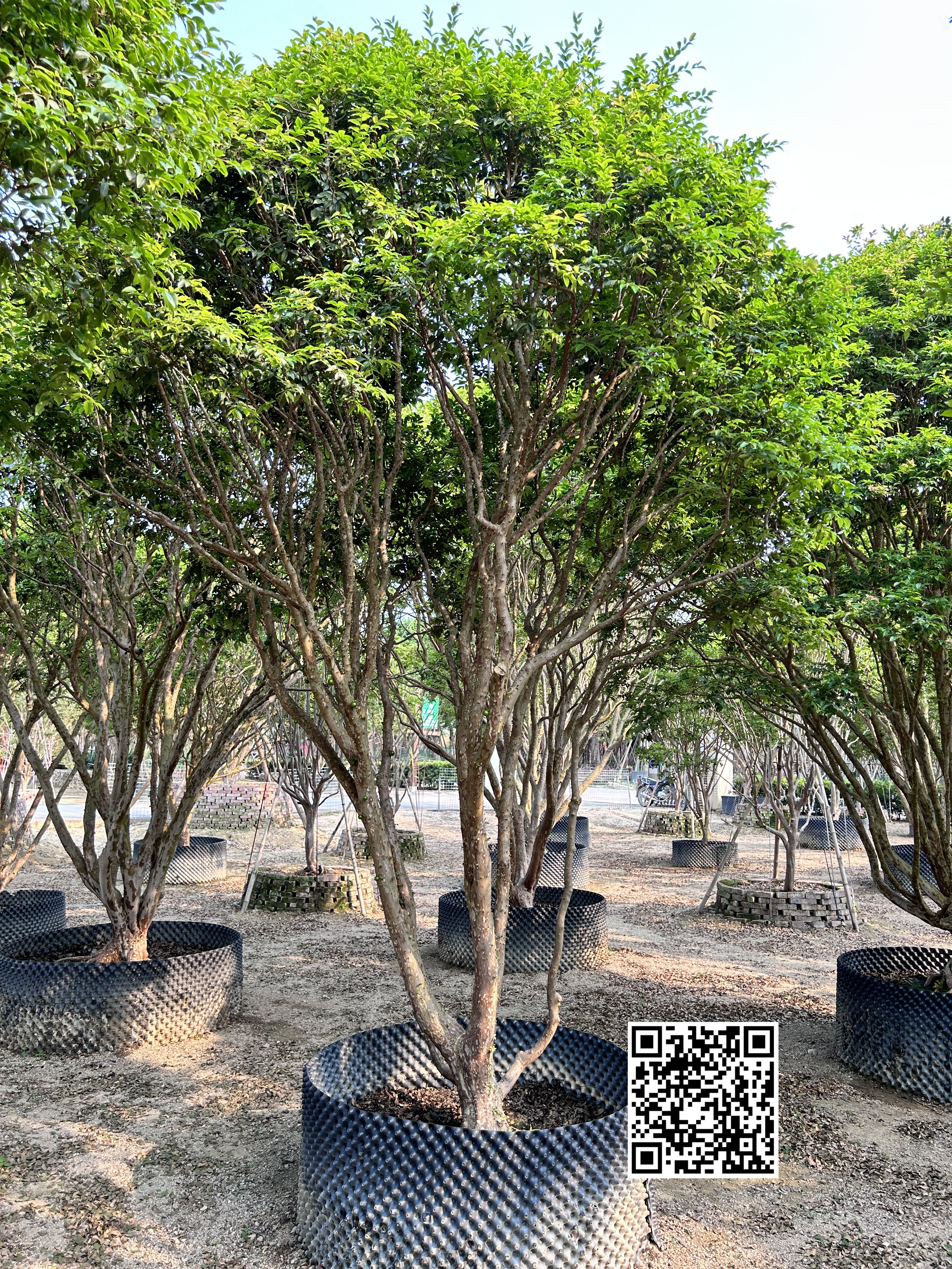嘉宝果树5.jpg