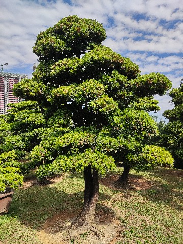 台湾罗汉松(图2)